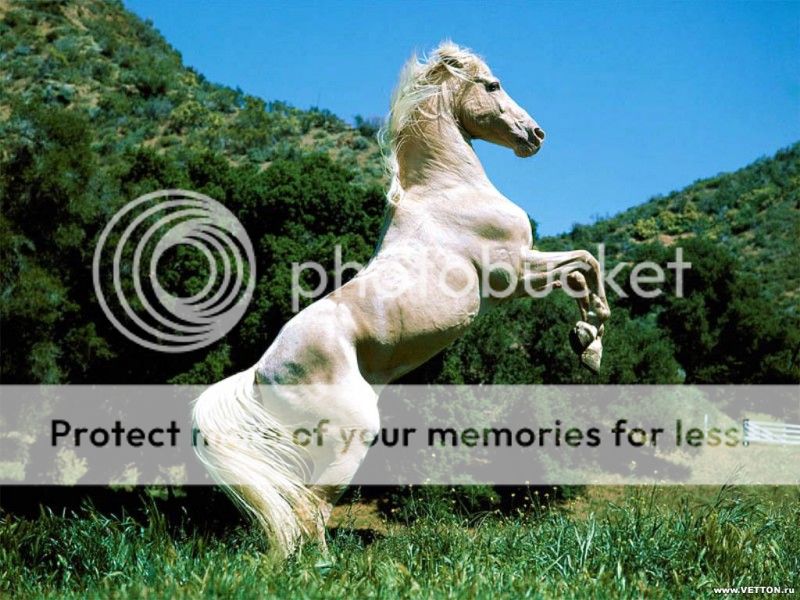 http://i623.photobucket.com/albums/tt313/ZordanAlbum/16o%2036wro/Whitehorse-1.jpg