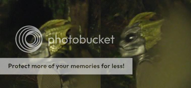 bug.jpg