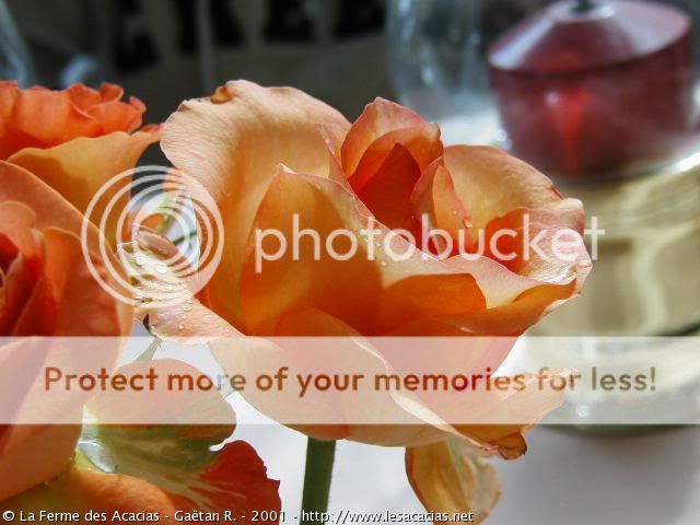 rosasgrandes.jpg ROSAS image by shimar13