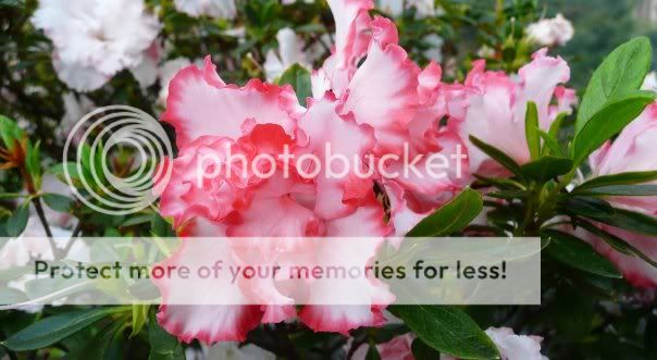 flowersnew1azalea.jpg Azalea image by NaniGardenia