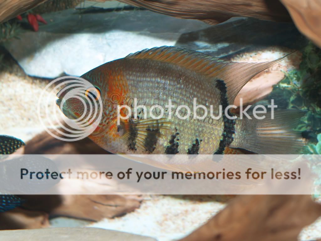 Severum Male or Female Cichlid Fish Forum