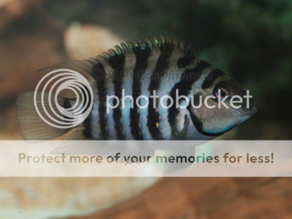 severum & convicts, difference?? Cichlid Fish Forum