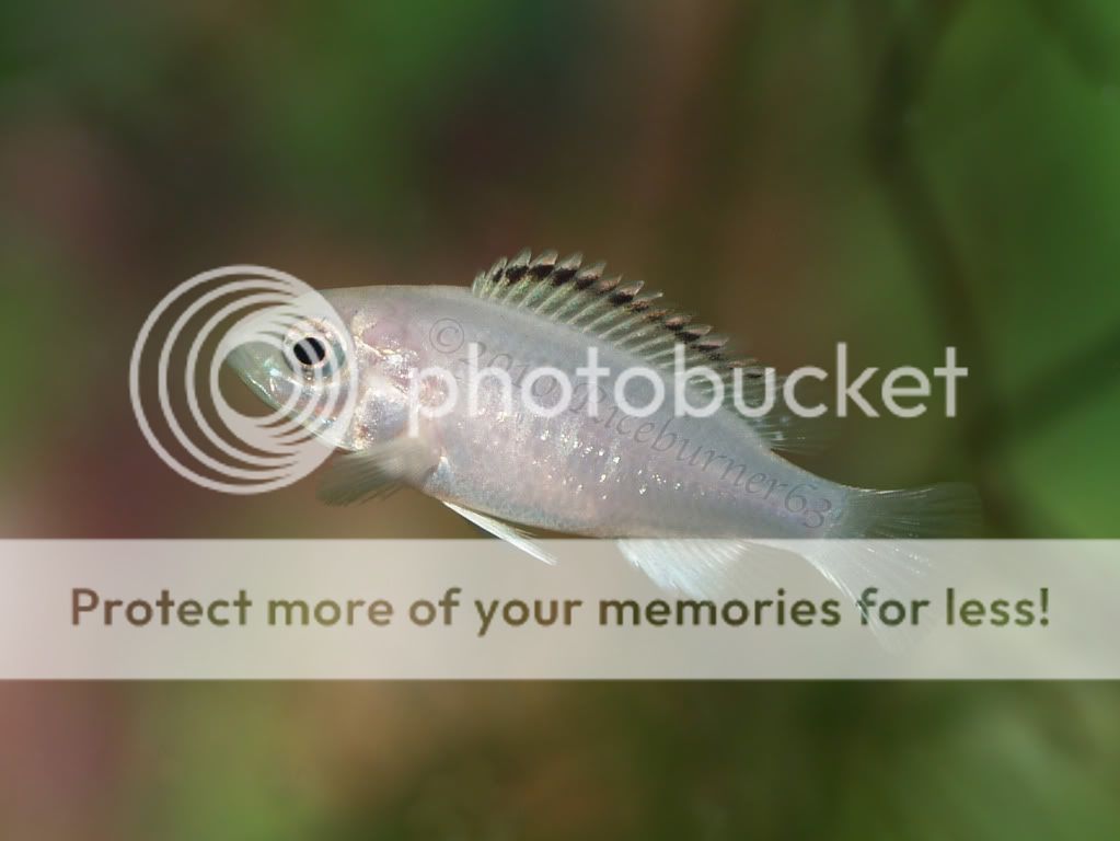 New blue labs (Labidochromis caeruleus- Nkhata Bay) | Cichlid Fish Forum