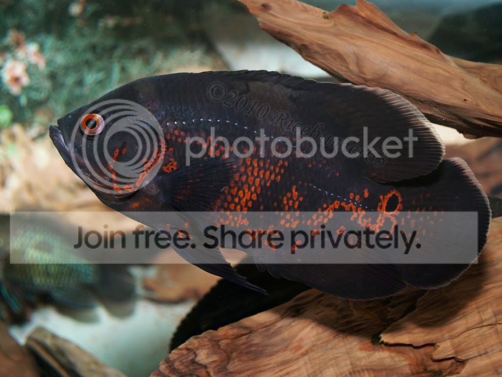 Cichlid-Forum When will tiger oscars begin to show their 
